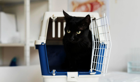 Carrier Stress Is Real: How to Help Your Cat Feel More Comfortable