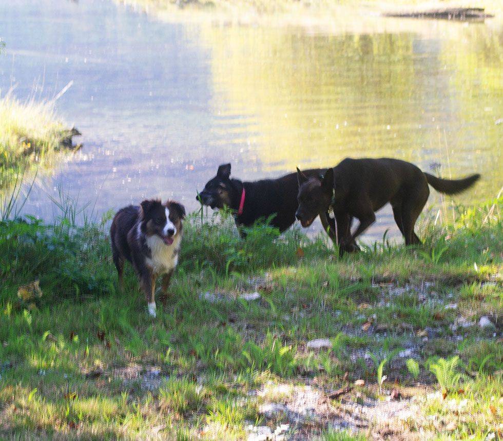 three dogs near a lake