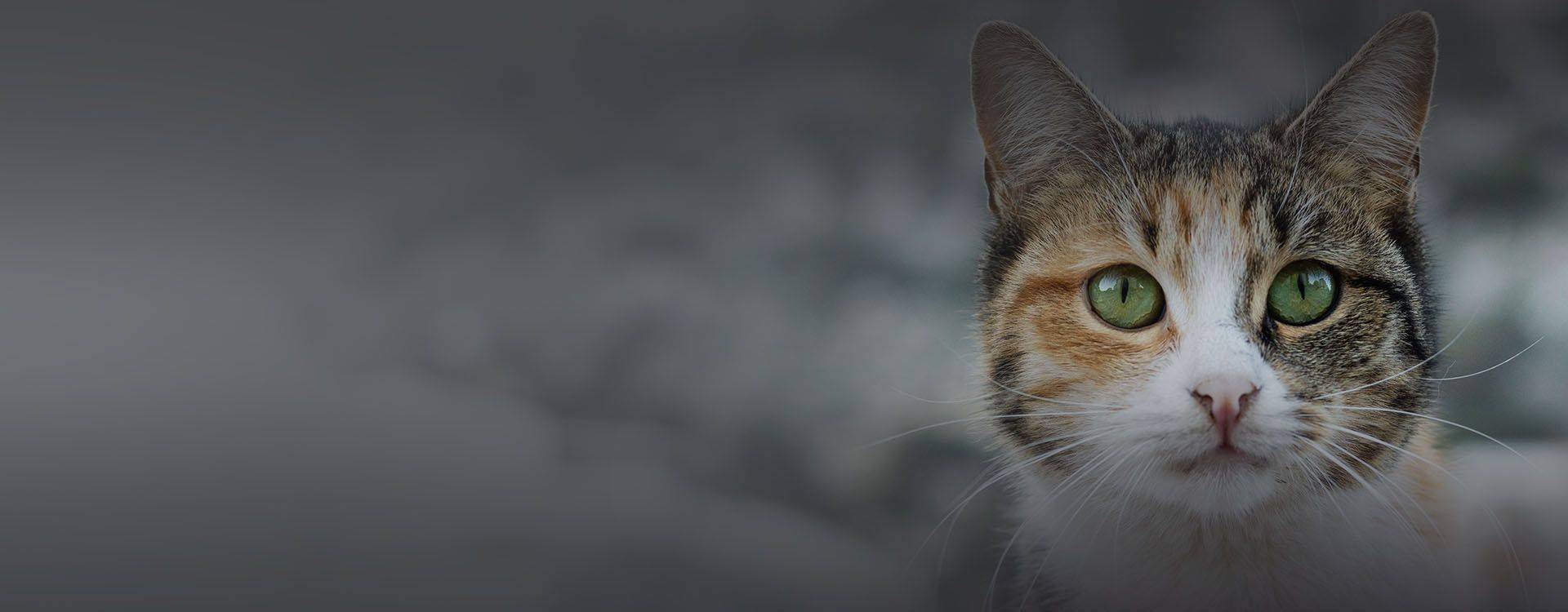 smiling golden retriever dog looking at the camera