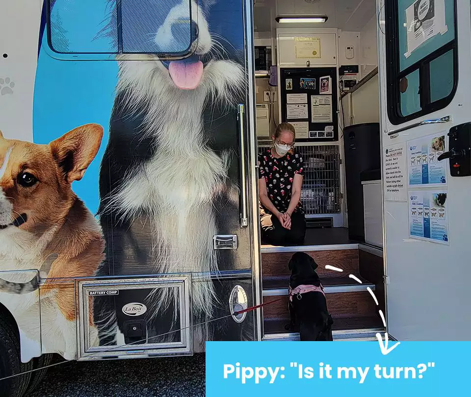 A person kneels inside a mobile pet clinic, interacting with a dog standing outside. The clinic's exterior features large images of dogs